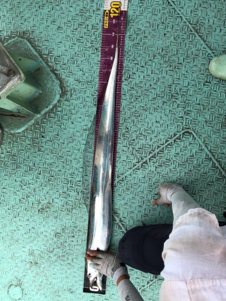 ヤザワ渡船 釣果