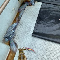 あみや渡船 JIGBOY 釣果