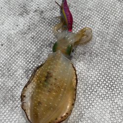 あみや渡船 JIGBOY 釣果