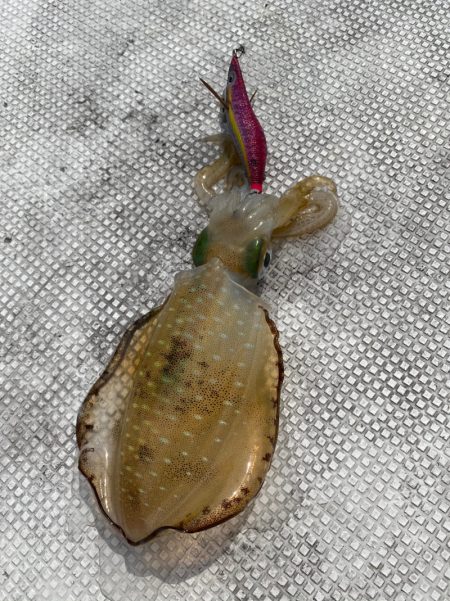 あみや渡船 JIGBOY 釣果