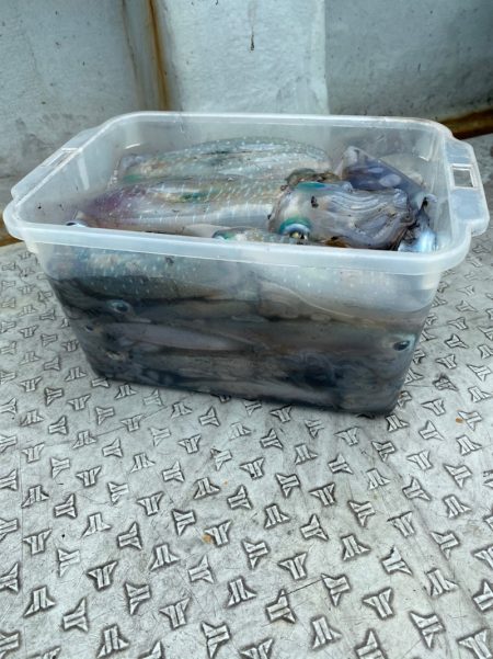 あみや渡船 JIGBOY 釣果