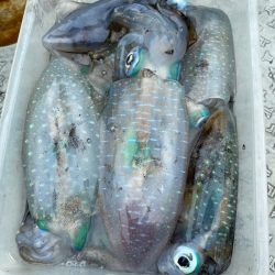 あみや渡船 JIGBOY 釣果