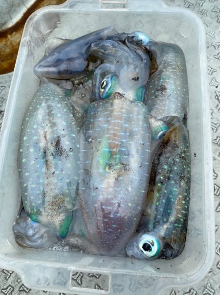 あみや渡船 JIGBOY 釣果