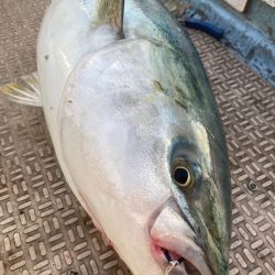 龍神丸(鹿児島) 釣果