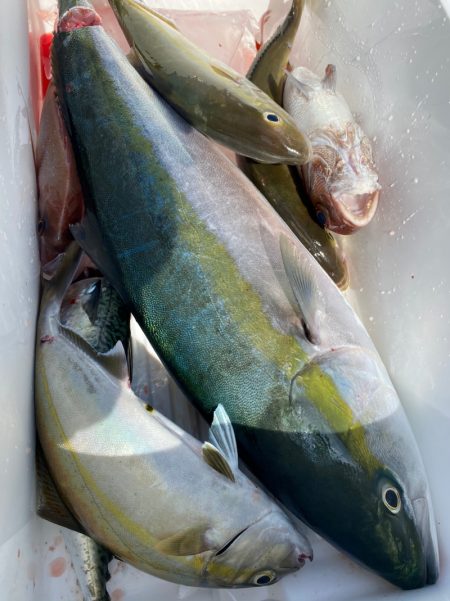 龍神丸(鹿児島) 釣果