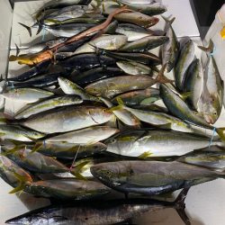 海楽隊 華栞丸 釣果