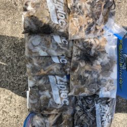 遊漁船高橋 釣果