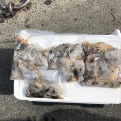 遊漁船高橋 釣果