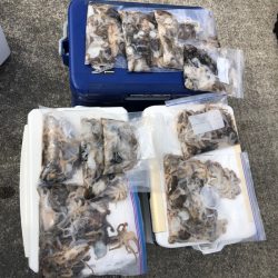 遊漁船高橋 釣果