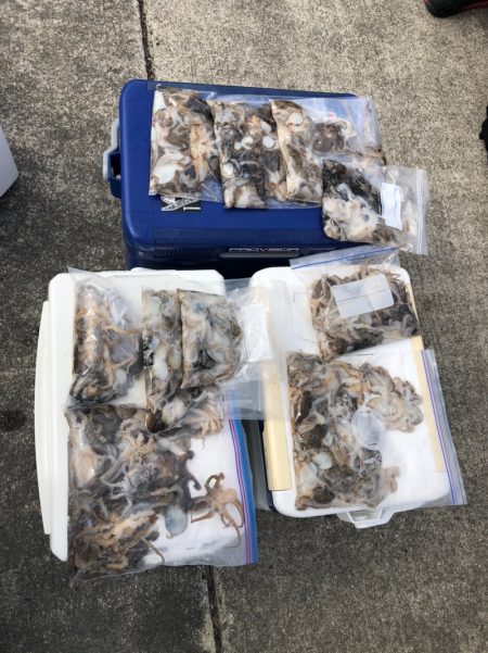 遊漁船高橋 釣果