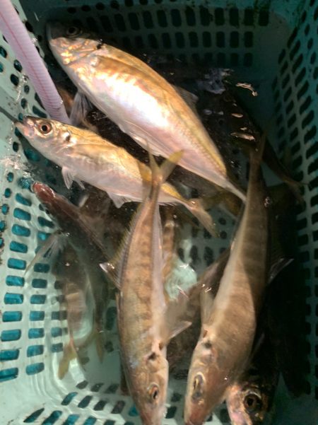 愛海丸 釣果
