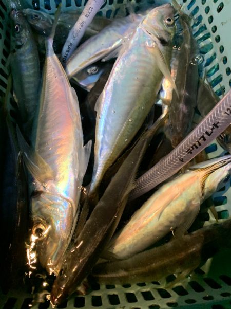 愛海丸 釣果