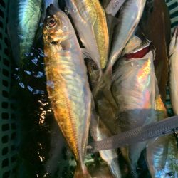 愛海丸 釣果