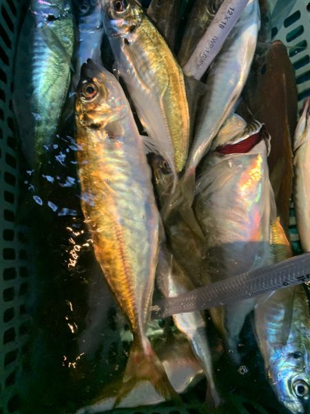 愛海丸 釣果