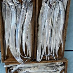 岡田釣船 八英丸 釣果