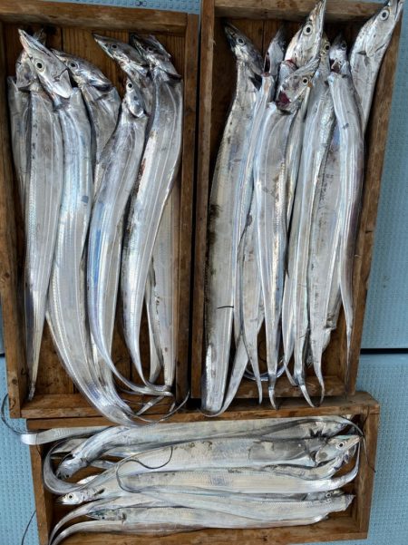 岡田釣船 八英丸 釣果