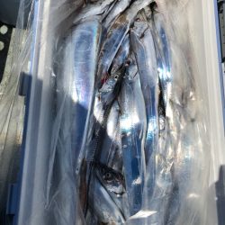 フィッシング　キッタカ 釣果