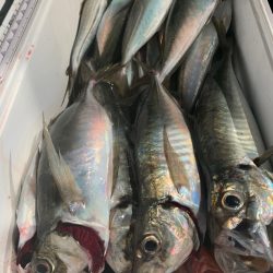 愛海丸 釣果