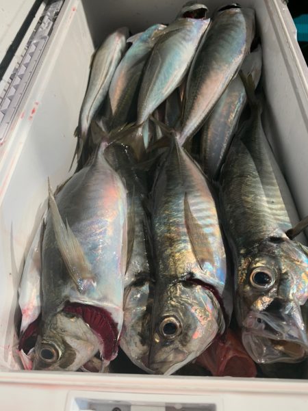 愛海丸 釣果