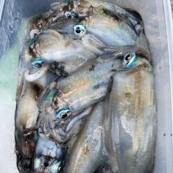 あみや渡船 釣果