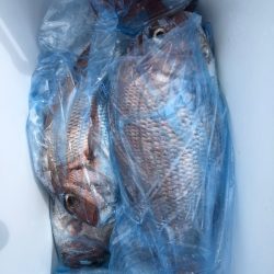 第二八坂丸 釣果