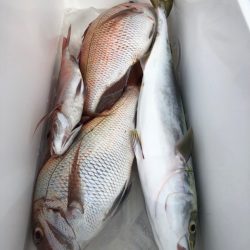 第二八坂丸 釣果