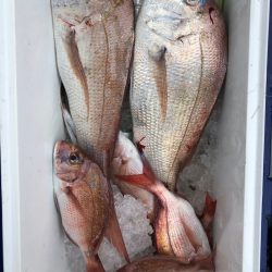 フィッシング　キッタカ 釣果