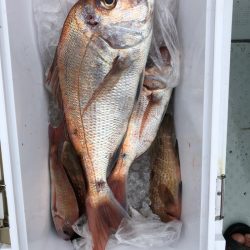 フィッシング　キッタカ 釣果