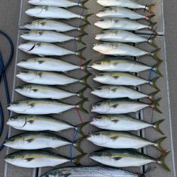 SeaRide(シーライド) 釣果