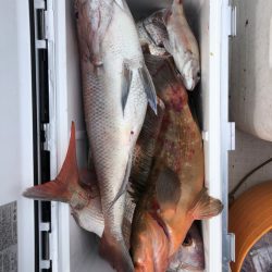 フィッシング　キッタカ 釣果