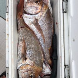 フィッシング　キッタカ 釣果