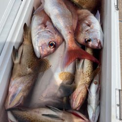 龍神丸（鹿児島） 釣果