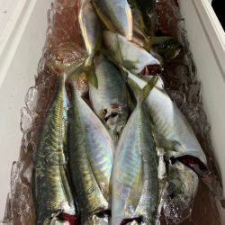 愛海丸 釣果