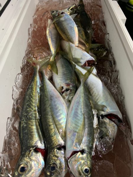 愛海丸 釣果
