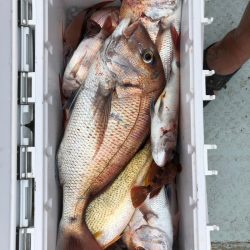 フィッシング キッタカ 釣果