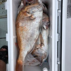 フィッシング キッタカ 釣果