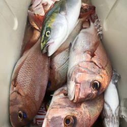 第二八坂丸 釣果