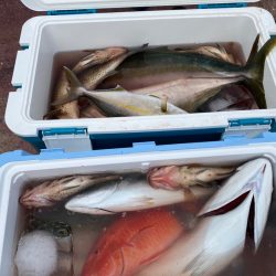 龍神丸(鹿児島) 釣果