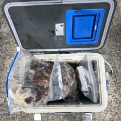 遊漁船高橋 釣果