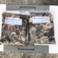 遊漁船高橋 釣果