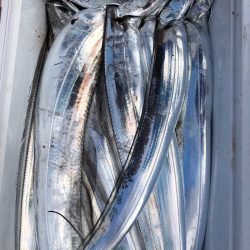 フィッシング　キッタカ 釣果