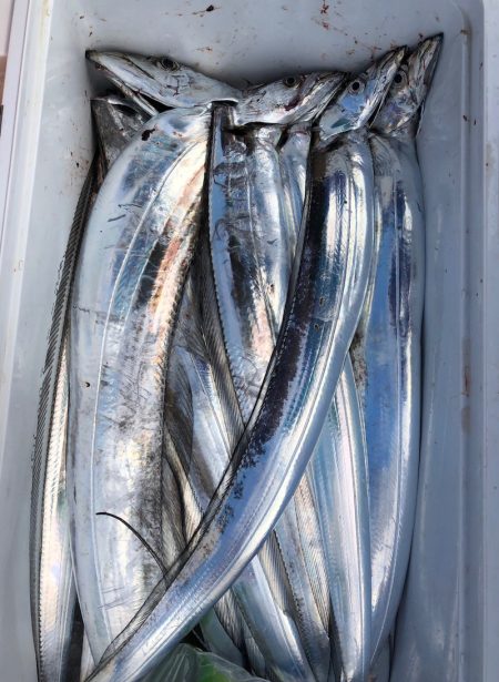 フィッシング　キッタカ 釣果