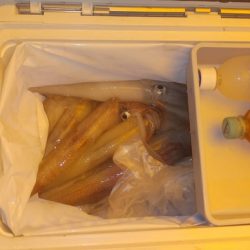 海龍丸（石川） 釣果