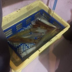 海龍丸（石川） 釣果