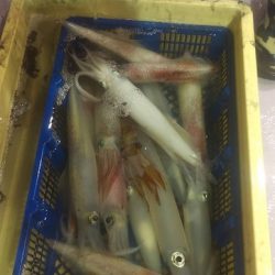 海龍丸（石川） 釣果