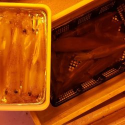 海龍丸（石川） 釣果