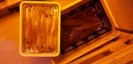 海龍丸（石川） 釣果