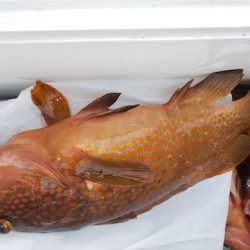 海龍丸(石川) 釣果