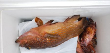 海龍丸(石川) 釣果