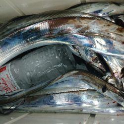 シースナイパー海龍 釣果